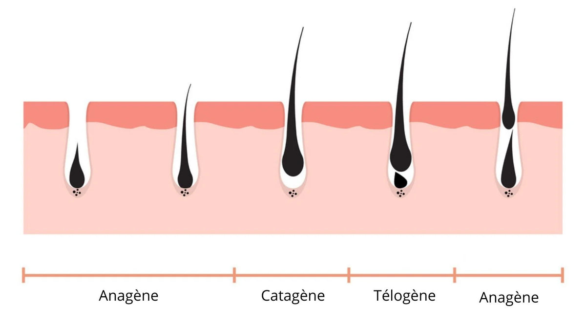 Schéma du cycle de pousse des cils : phases anagène, catagène et télogène